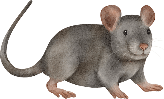 Mouse